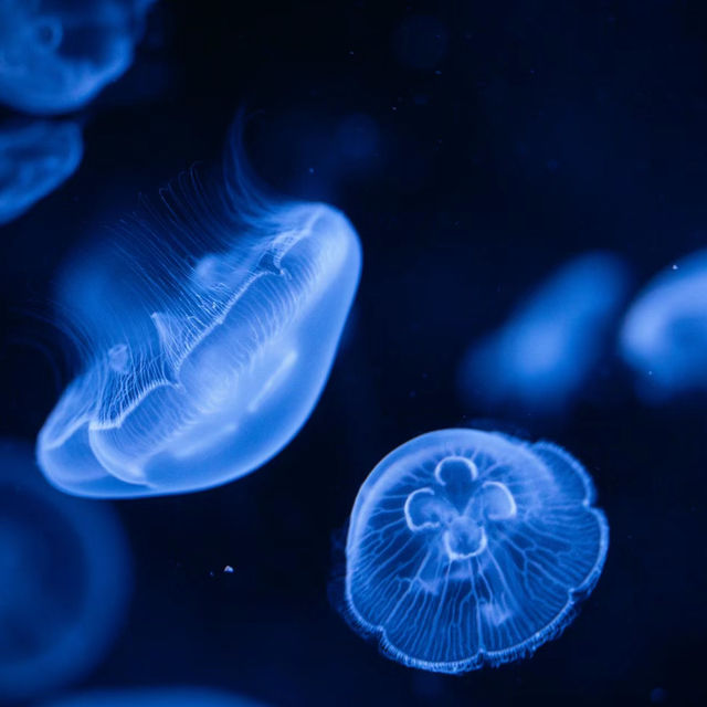「倫敦海洋生物水族館」：驚嘆景點，深入瞭解海洋生物