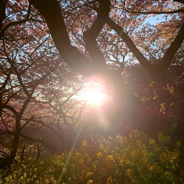 高台から見下ろす、富士山と桜のコンビネーション