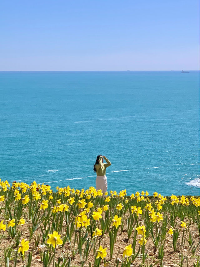 부산 오륙도 수선화 