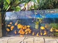 Cebu Ocean Park