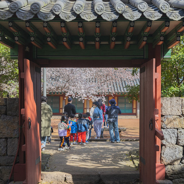 제주 벚꽃이 예쁜 삼성혈
