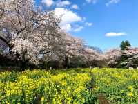 東京國營昭和紀念公園