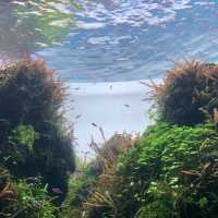 【写真映えする水族館★】すみだ水族館