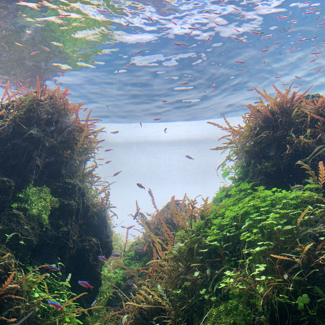 【写真映えする水族館★】すみだ水族館
