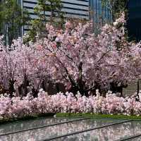 名古屋駅で気軽にお花見を楽しめる無料スポット🩷🌸🩷