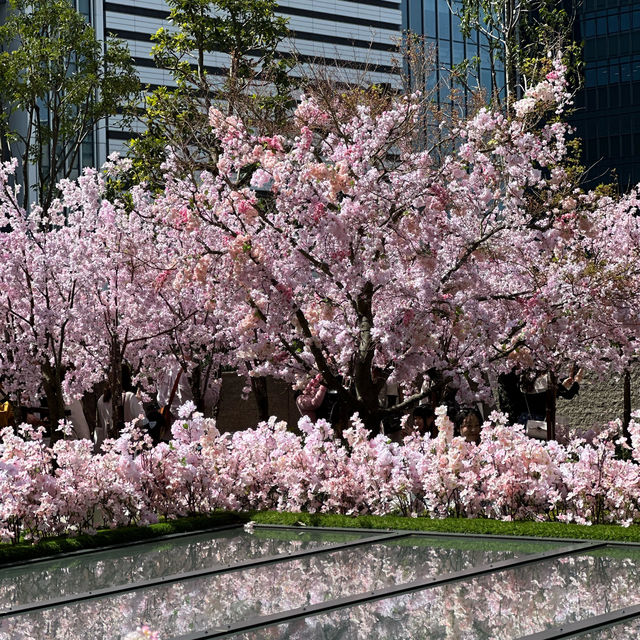 名古屋駅で気軽にお花見を楽しめる無料スポット🩷🌸🩷