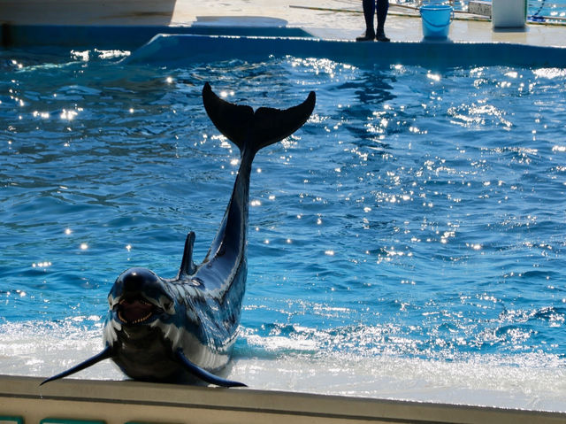 沖繩｜美麗海水族館