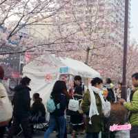 「橫濱人最愛賞櫻景點」 大岡川櫻花散步道