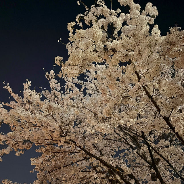 한산한 벚꽃 구경 스팟 추천 중랑장미공원💕