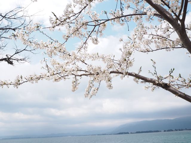 琵琶湖　豊公園の桜