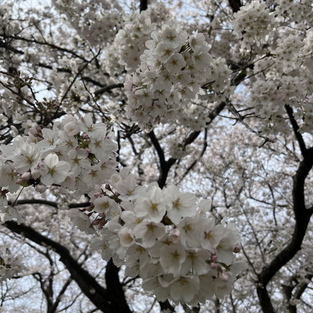 埼玉の桜スポット