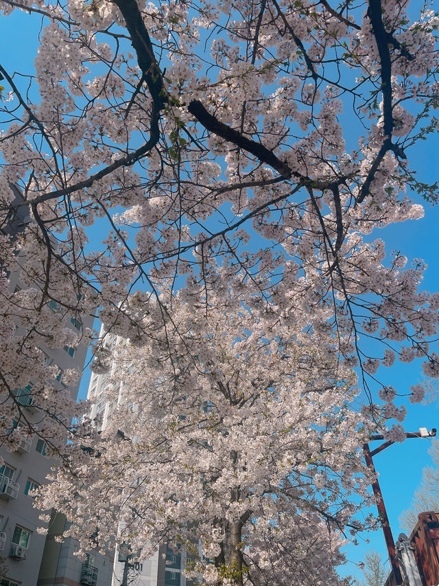 아기자기한 벽화 보는 재미가 있는 벚꽃길 봄 데이트🌸 동수북로 벽화거리