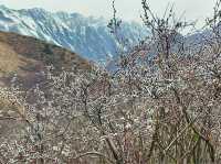 Wild plum blossoms dotting the landscape.