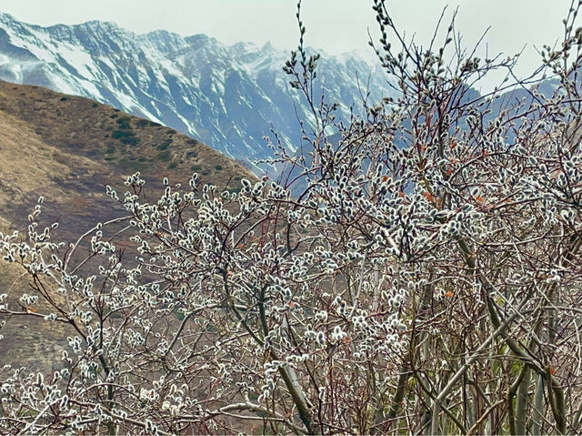 Wild plum blossoms dotting the landscape.