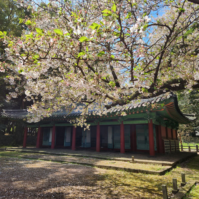 한국의 미와 어우러진 벚꽃명소, 제주 삼성혈🌸