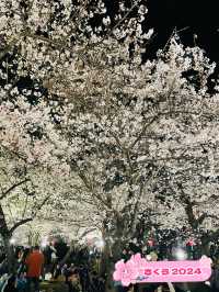 【大阪府】夜桜が美しい大阪城西の丸庭園