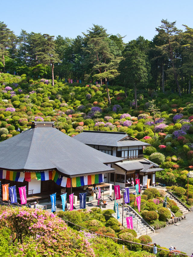 【東京】もうすぐ見頃‼️東京のはずれにある大きなつつじ園🌺