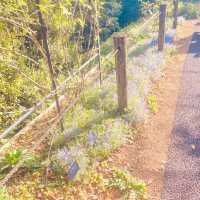 四季折々の花が見られる！牧野植物園