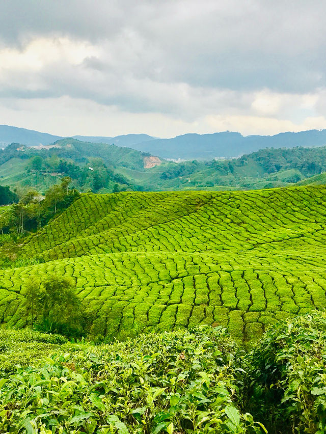 A stunning array of spring blossoms🌺🌻🇲🇾