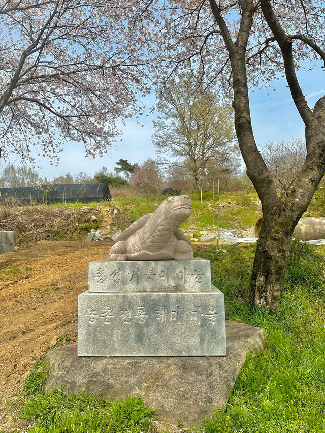 벚꽃과 수선화를 볼 수 있는 거북이마을 🌸🌼