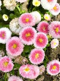 東京　東京観光　千鳥ヶ淵緑道の桜並木は最高！