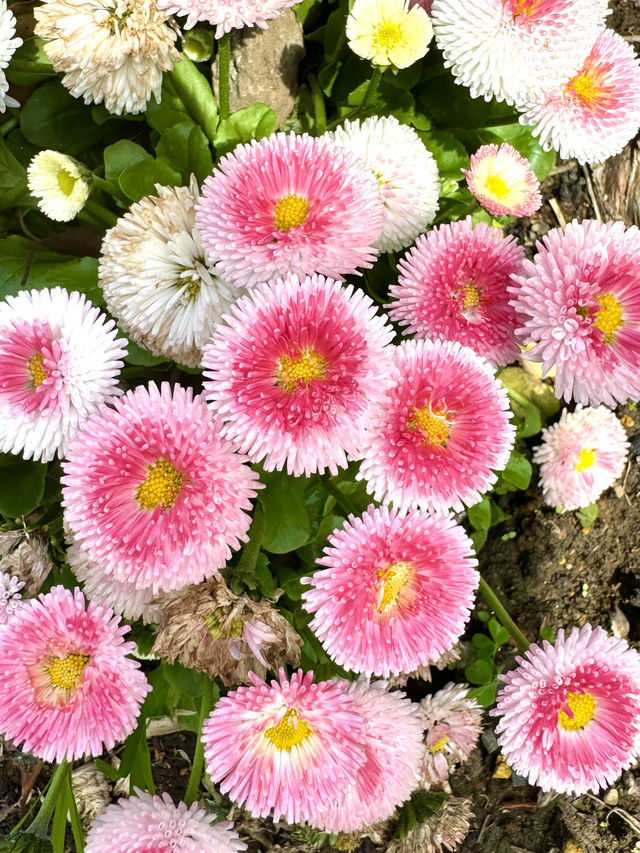 東京　東京観光　千鳥ヶ淵緑道の桜並木は最高！