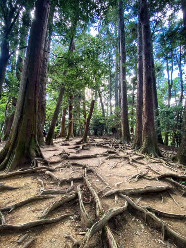 「貴船神社」、「鞍馬寺」：京都近郊小旅行，絕景雲珠櫻和滿山紅葉