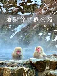 【長野】世界で唯一温泉に入るサルを間近で見れる場所