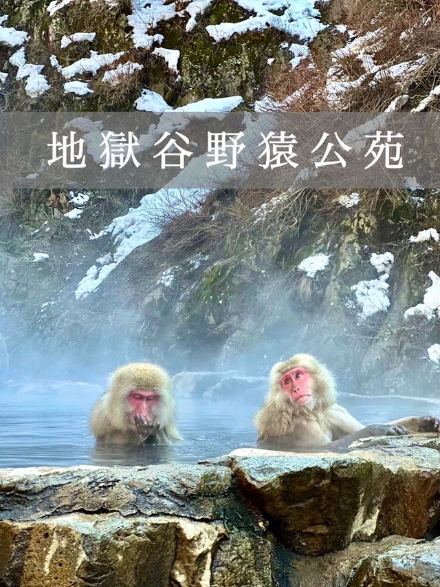 【長野】世界で唯一温泉に入るサルを間近で見れる場所