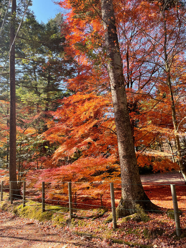 軽井沢紅葉のリフレクション！雲場池