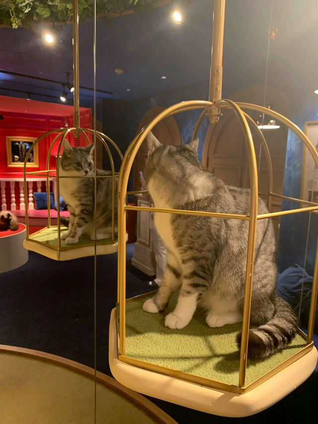 【東京】猫好き集まれ～!!かわいい猫カフェで癒されたい🤍