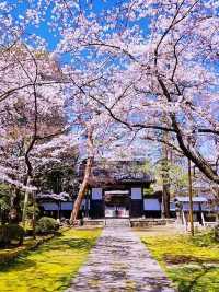 宮城縣松音寺櫻花