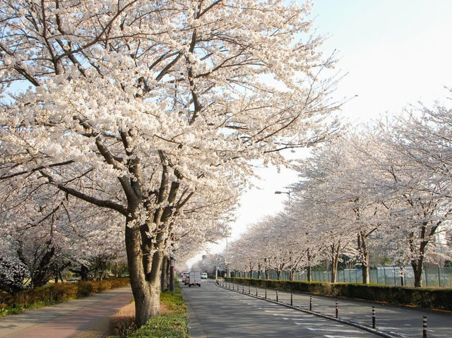 府中市櫻花