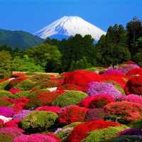 箱根杜鵑花名所
