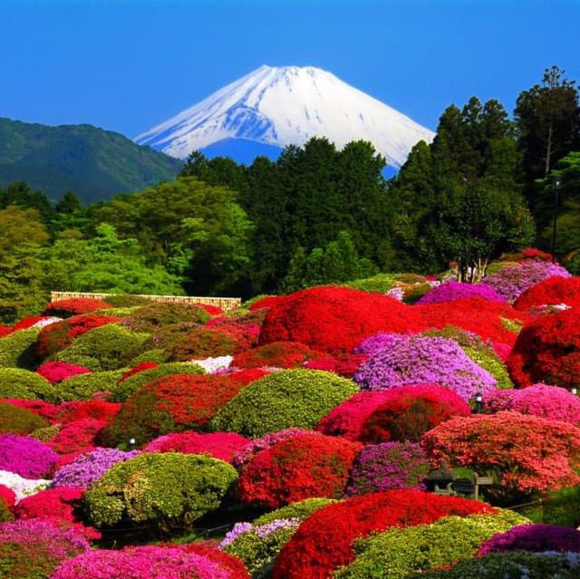 箱根杜鵑花名所