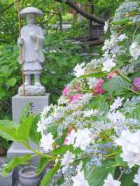 【三重・志摩】今がちょうど見頃！あじさい寺