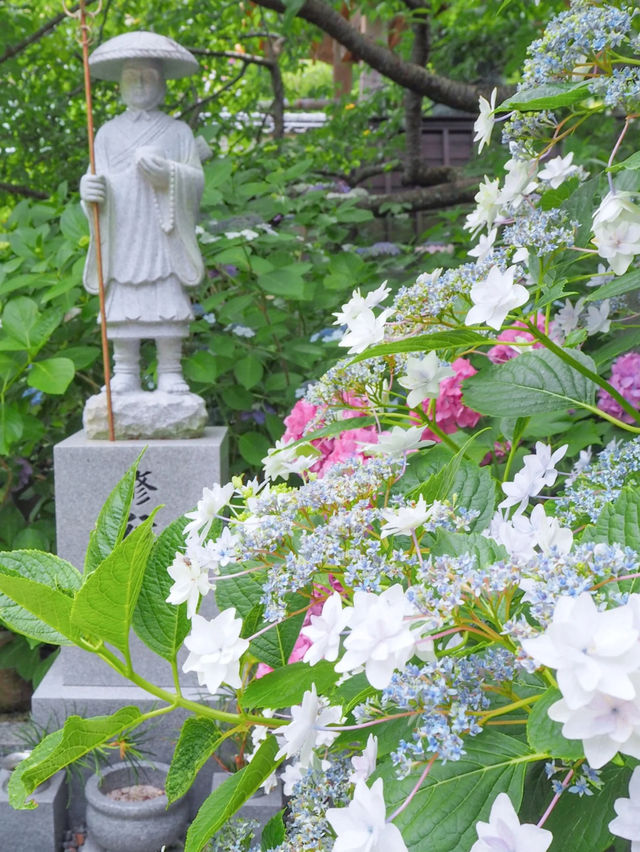 【三重・志摩】今がちょうど見頃！あじさい寺