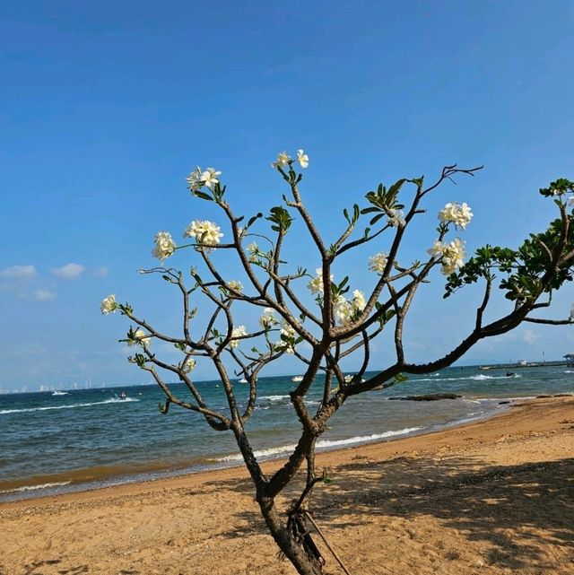 หาดนวล  เกาะล้าน  จังหวัดชลบุรี