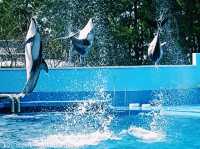 Niigata City Aquarium Marinepia Nihonkai (Sea of Japan) 新潟市水族館 マリンピア日本海
