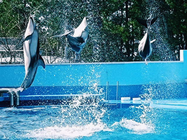 Niigata City Aquarium Marinepia Nihonkai (Sea of Japan) 新潟市水族館 マリンピア日本海