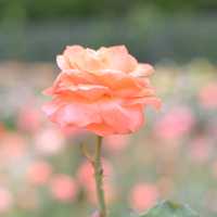 【Tokyo🇯🇵】神代植物公園🌹🌹