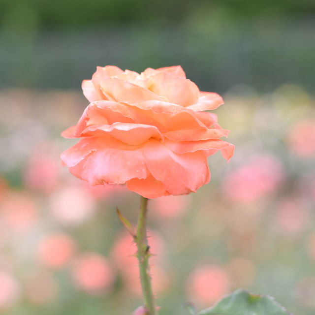 【Tokyo🇯🇵】神代植物公園🌹🌹