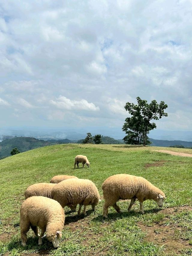 ฤดูฝนบนดอยช้าง [นั่งดูคอย คอยดูแกะ] - เชียงราย