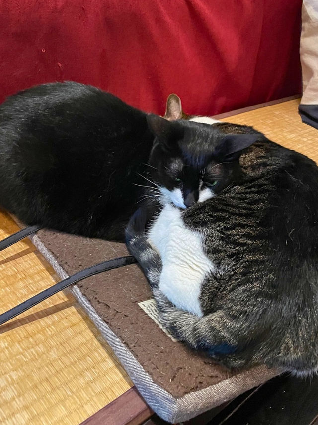 【山形】温泉宿の朝食はやっぱり和食が美味しい🥢湯滝の宿 西屋