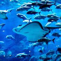 Okinawa Churaumi Aquarium