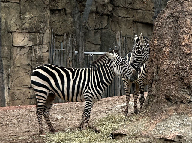 【美國🇺🇸芝加哥】☀️免費入場☀️林肯公園動物園，觀賞動物，適合全天遊玩