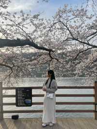벚꽃맛집 안동 월영교🌸🌙