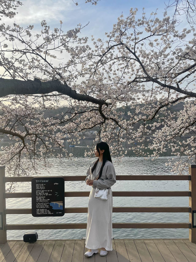 벚꽃맛집 안동 월영교🌸🌙