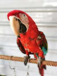 An interesting cafe with petting animals & nature environment in Muar