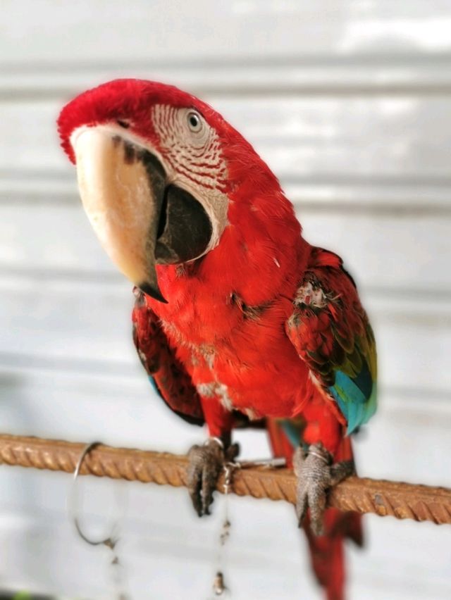 An interesting cafe with petting animals & nature environment in Muar